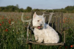 Terrier - West Highland White