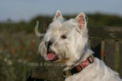 Terrier - West Highland White