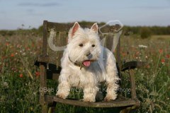 Terrier - West Highland White