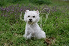 Terrier - West Highland White