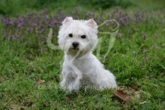 Terrier - West Highland White