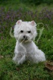 Terrier - West Highland White