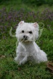 Terrier - West Highland White