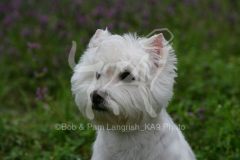 Terrier - West Highland White