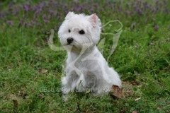 Terrier - West Highland White