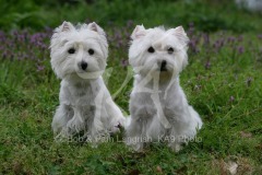 Terrier - West Highland White