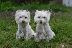 Terrier - West Highland White