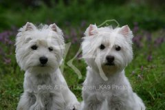 Terrier - West Highland White