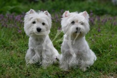 Terrier - West Highland White