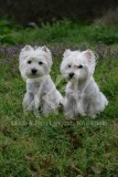 Terrier - West Highland White