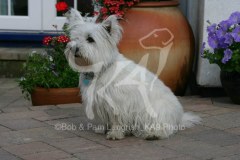 Terrier - West Highland White