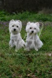 Terrier - West Highland White