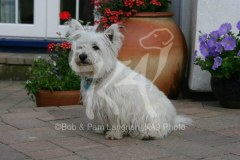 Terrier - West Highland White