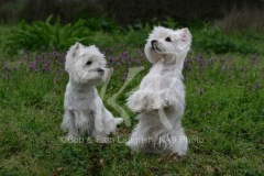 Terrier - West Highland White