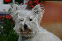 Terrier - West Highland White