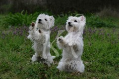 Terrier - West Highland White