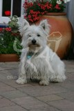 Terrier - West Highland White