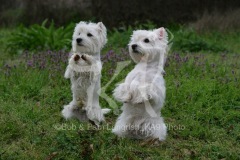 Terrier - West Highland White