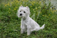 Terrier - West Highland White