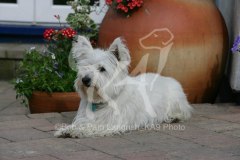 Terrier - West Highland White