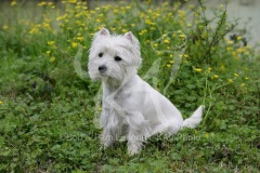 Terrier - West Highland White