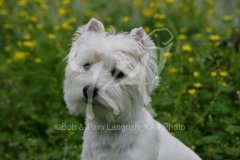 Terrier - West Highland White