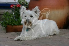 Terrier - West Highland White