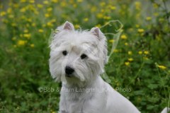 Terrier - West Highland White