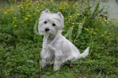 Terrier - West Highland White