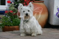 Terrier - West Highland White