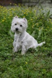 Terrier - West Highland White