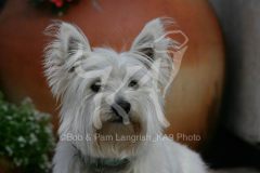 Terrier - West Highland White