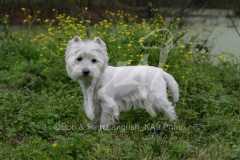 Terrier - West Highland White