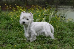 Terrier - West Highland White