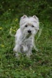 Terrier - West Highland White