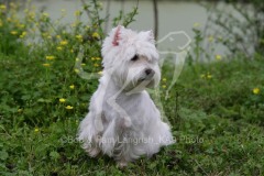 Terrier - West Highland White