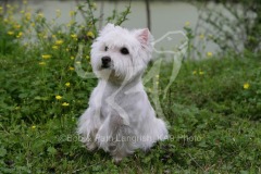 Terrier - West Highland White