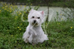 Terrier - West Highland White