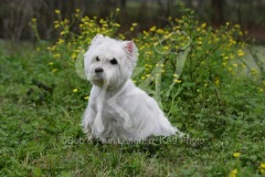 Terrier - West Highland White