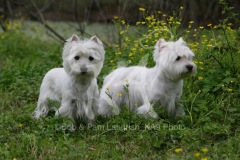 Terrier - West Highland White