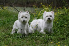 Terrier - West Highland White