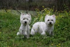 Terrier - West Highland White