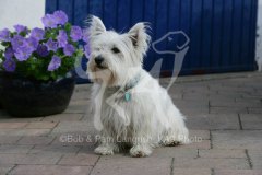 Terrier - West Highland White