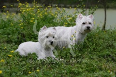 Terrier - West Highland White