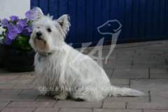 Terrier - West Highland White