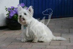 Terrier - West Highland White