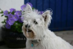 Terrier - West Highland White