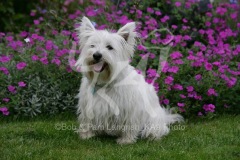 Terrier - West Highland White