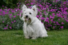 Terrier - West Highland White