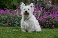 Terrier - West Highland White